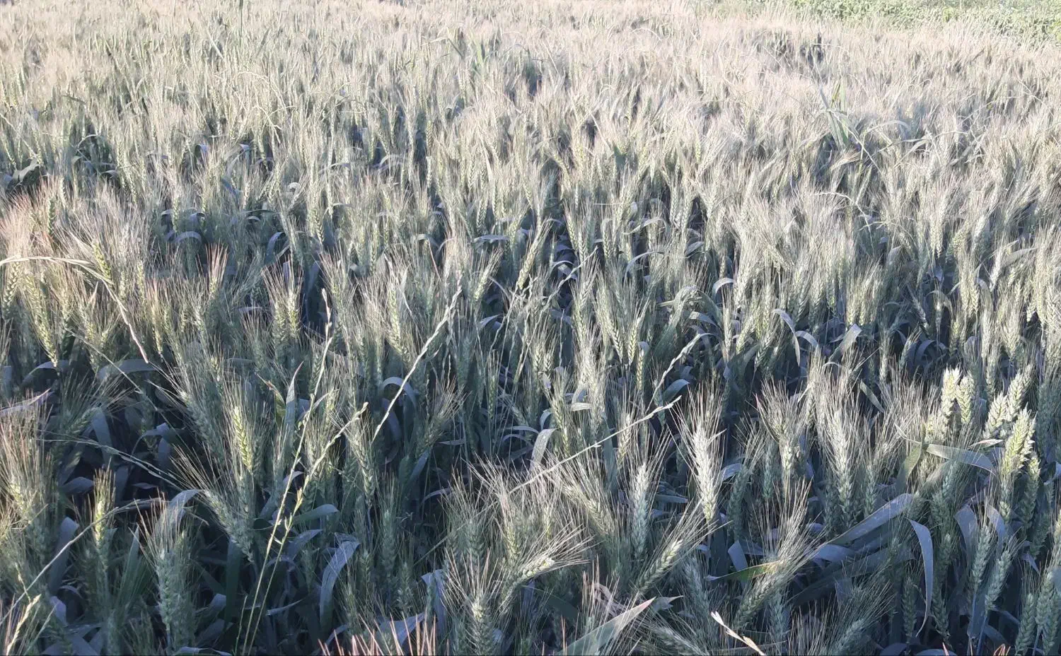 گندم فرانسوی و ایتالیایی|عمده‌فروشی|سرپل ذهاب, |دیوار