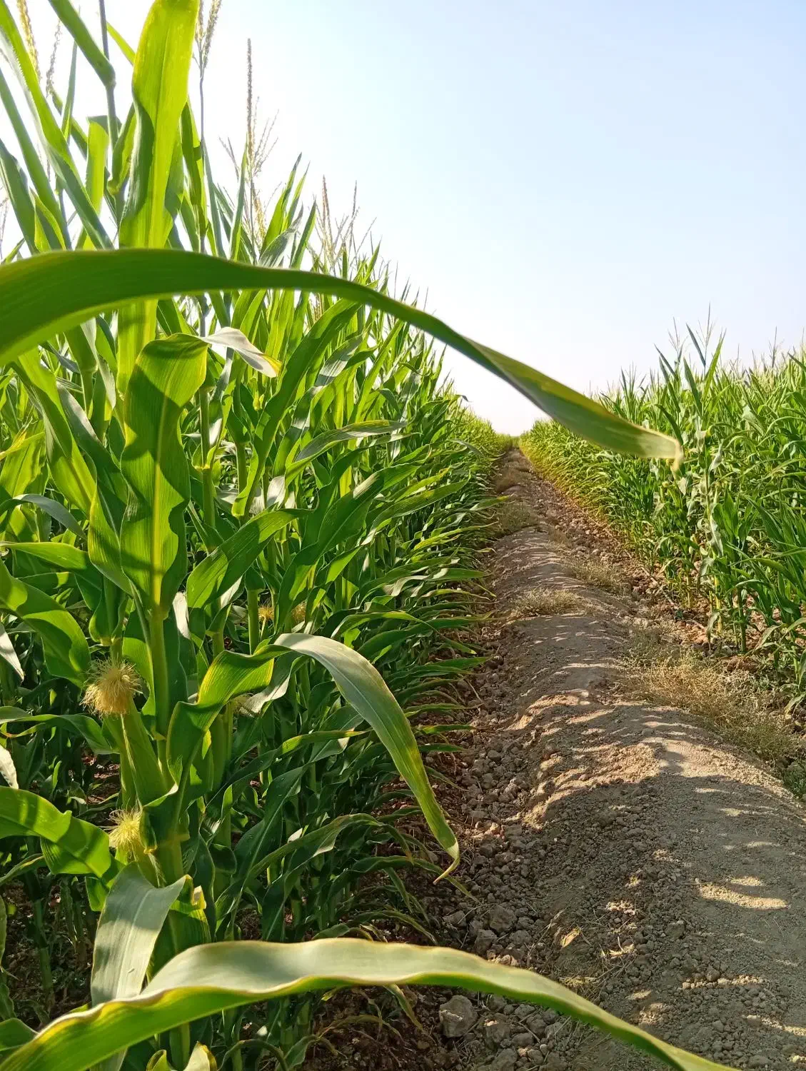 فروش ذرت علوفه|عمده‌فروشی|ارسنجان, |دیوار