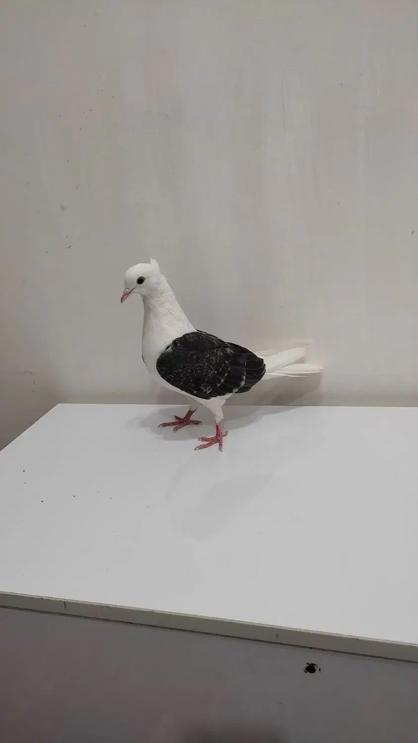 کبوتر دوکتی|پرنده|اندیمشک, |دیوار