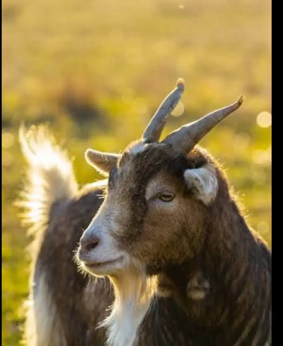 فروش بز|حیوانات مزرعه|مرند, |دیوار