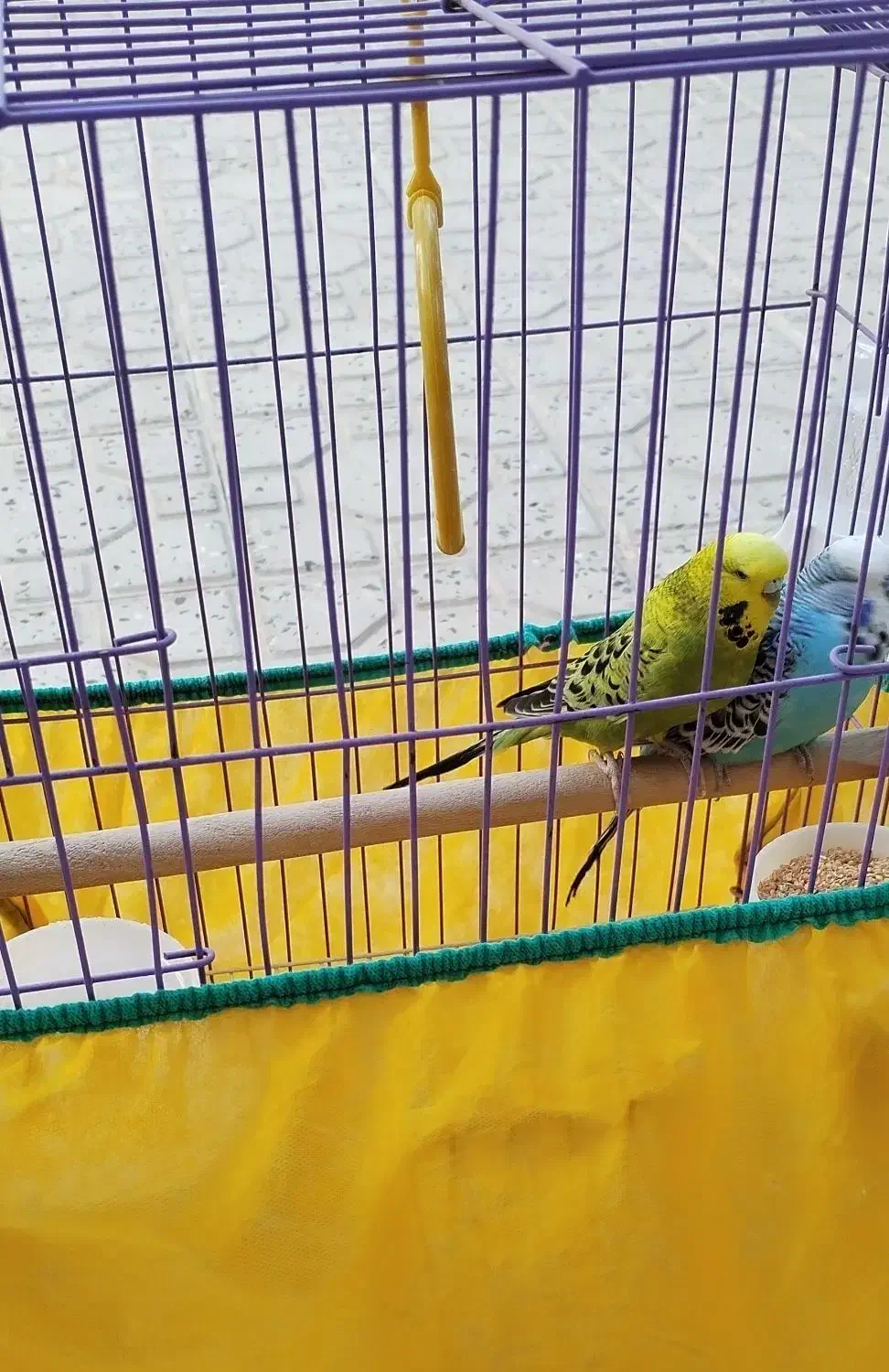 یک جفت مرغ عشق انگلیسی گرید بالا|پرنده|بیجار, |دیوار