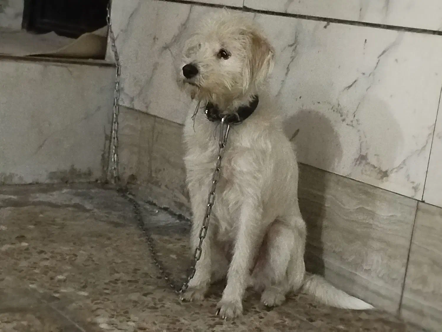 فروش یک سگ ماده نوع شیتزو سفید رنگ|سگ|خرمآباد, |دیوار