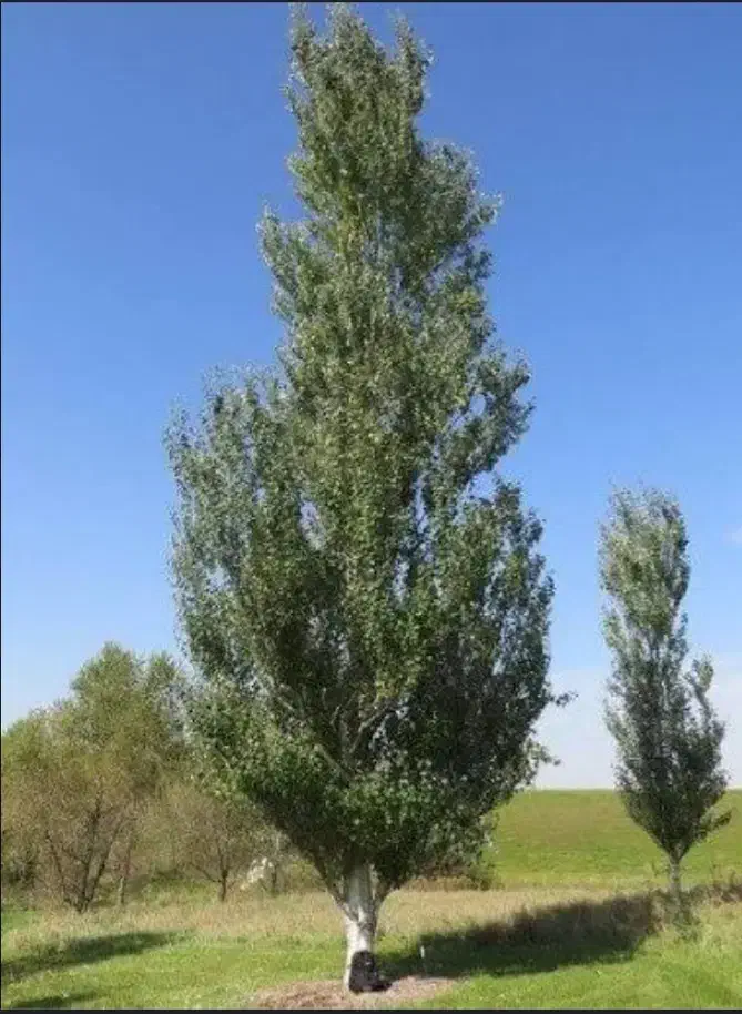 نهال صنوبر ۲ساله|گل و گیاه طبیعی|میاندوآب, |دیوار