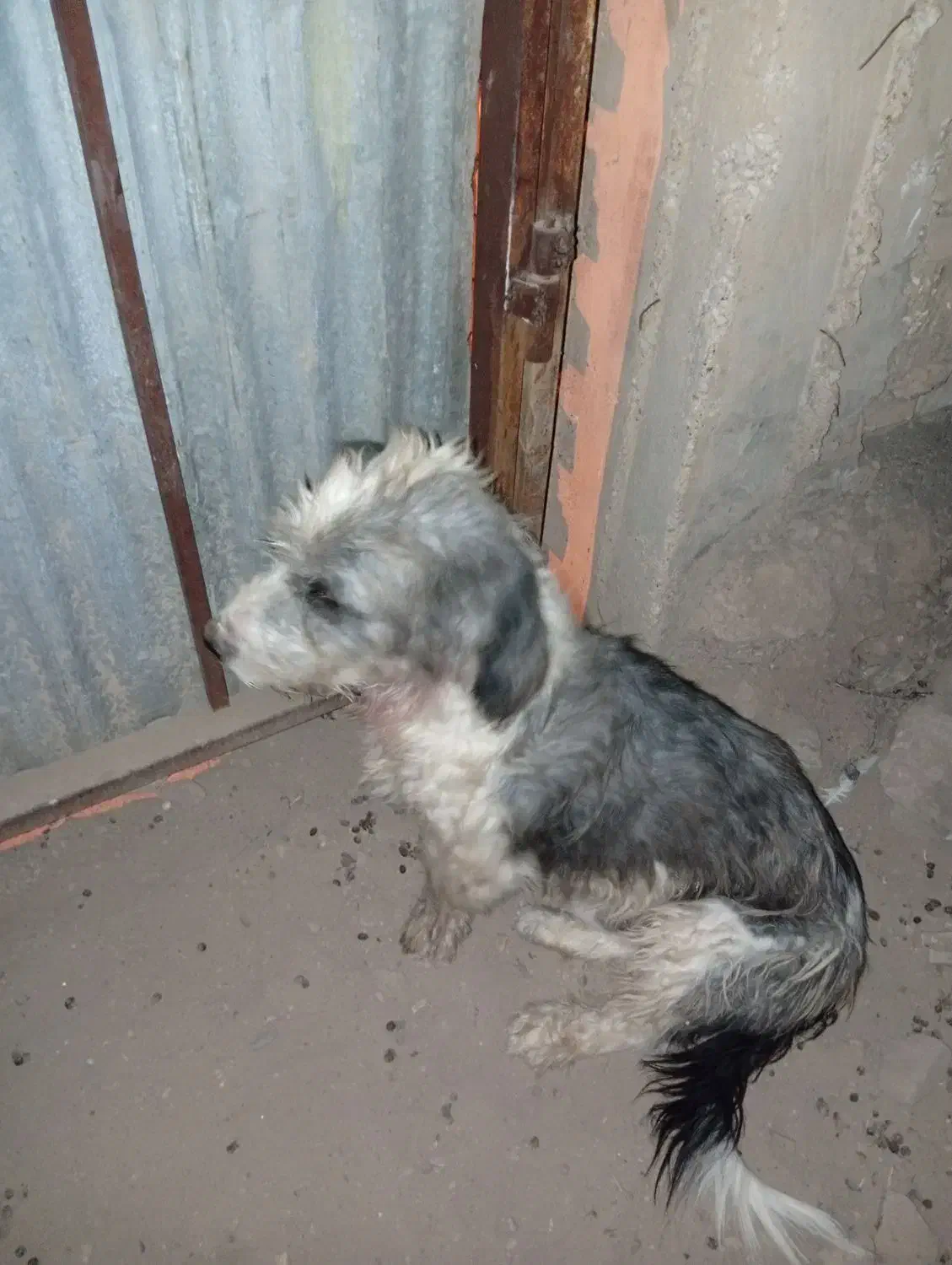 سگ نر بسیار عاقل و باهوش واکسن زده حرف گوش کن|سگ|شوشتر, |دیوار