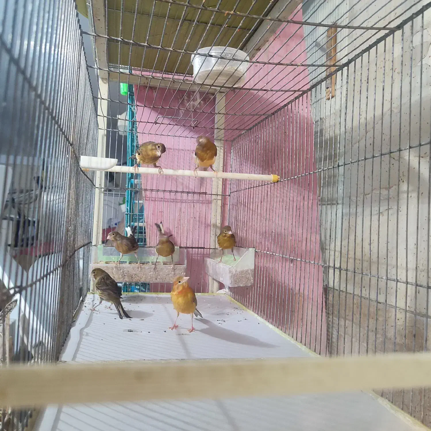 تعدادی قناری رسمی|پرنده|همدان, |دیوار