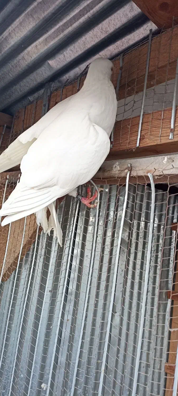 کبوتر ماده تیر ماهی نر جوزی مهری|پرنده|رشت, آب و برق|دیوار