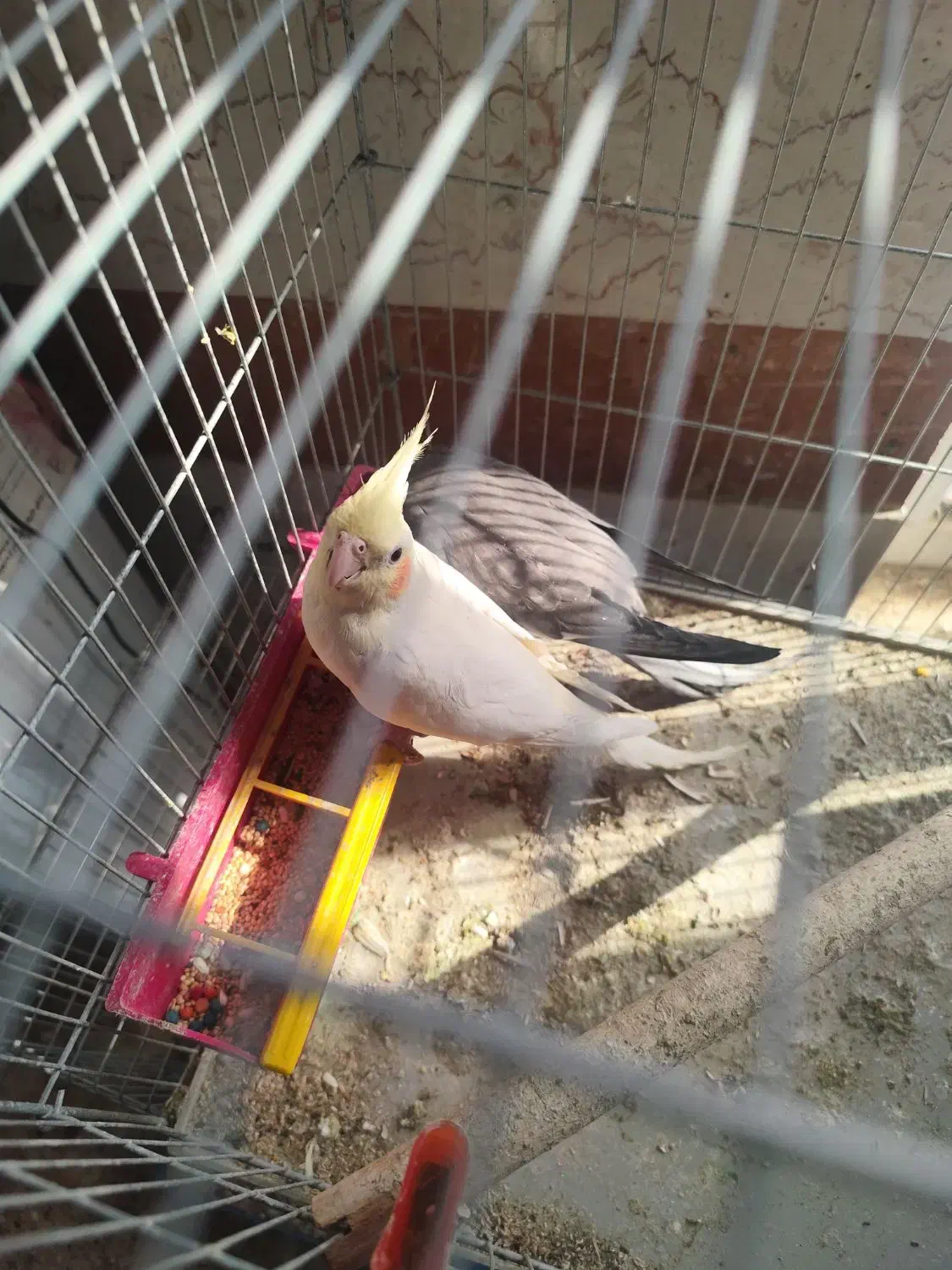 عروس هلندی مرغ عشق طوطی برزیلی|پرنده|یاسوج, |دیوار