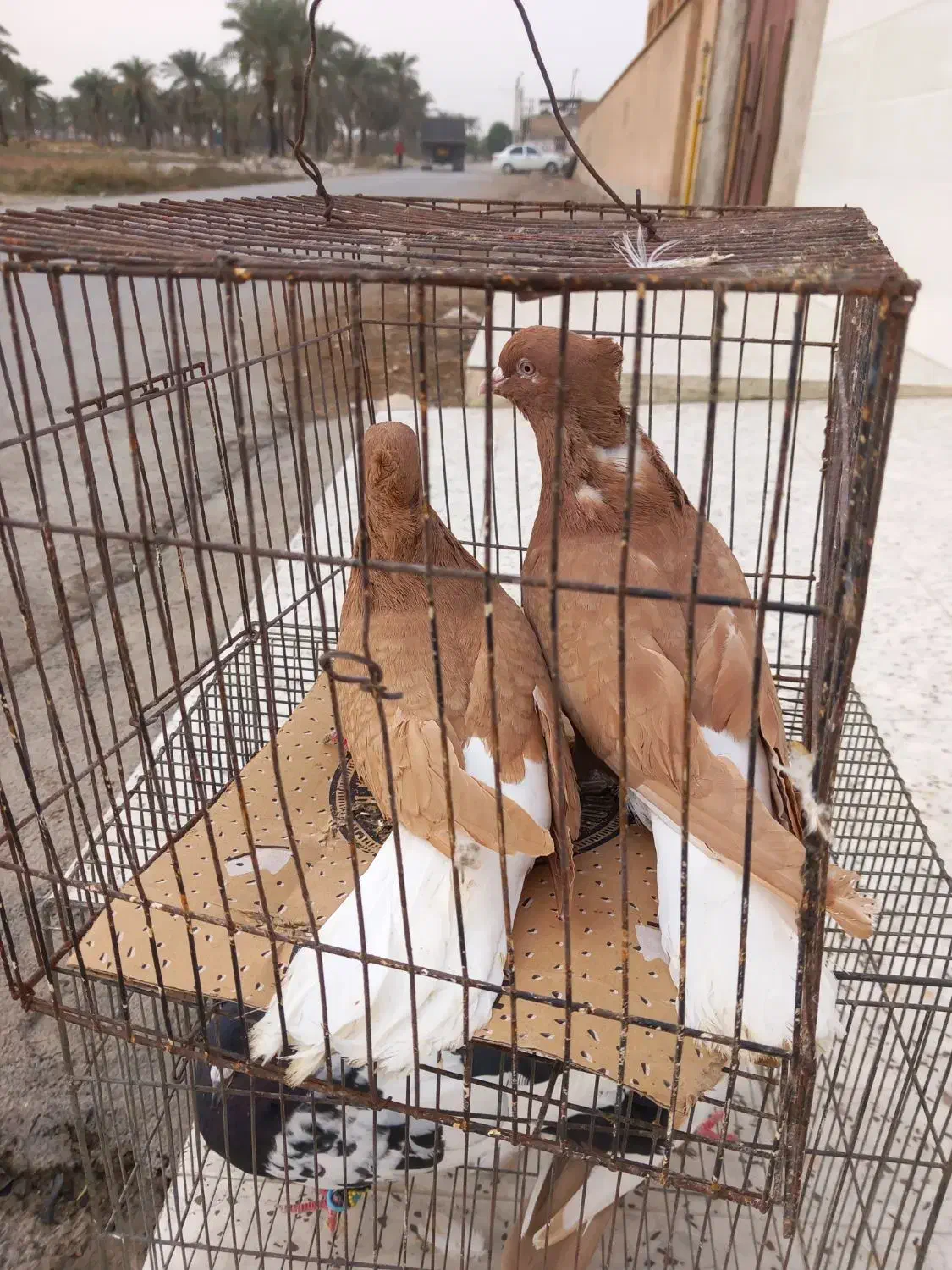 شیبان|پرنده|باوی, |دیوار