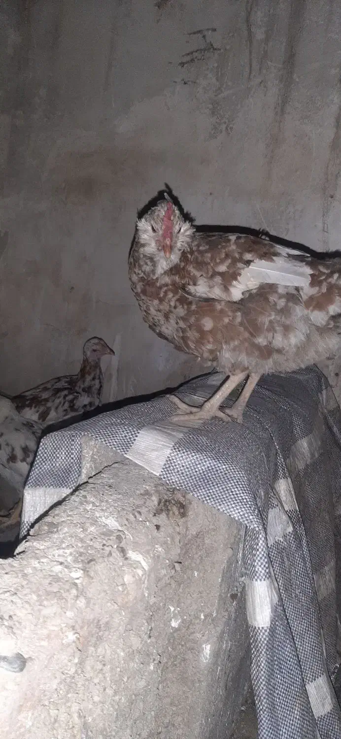 مرغ|حیوانات مزرعه|فاضل آباد, |دیوار