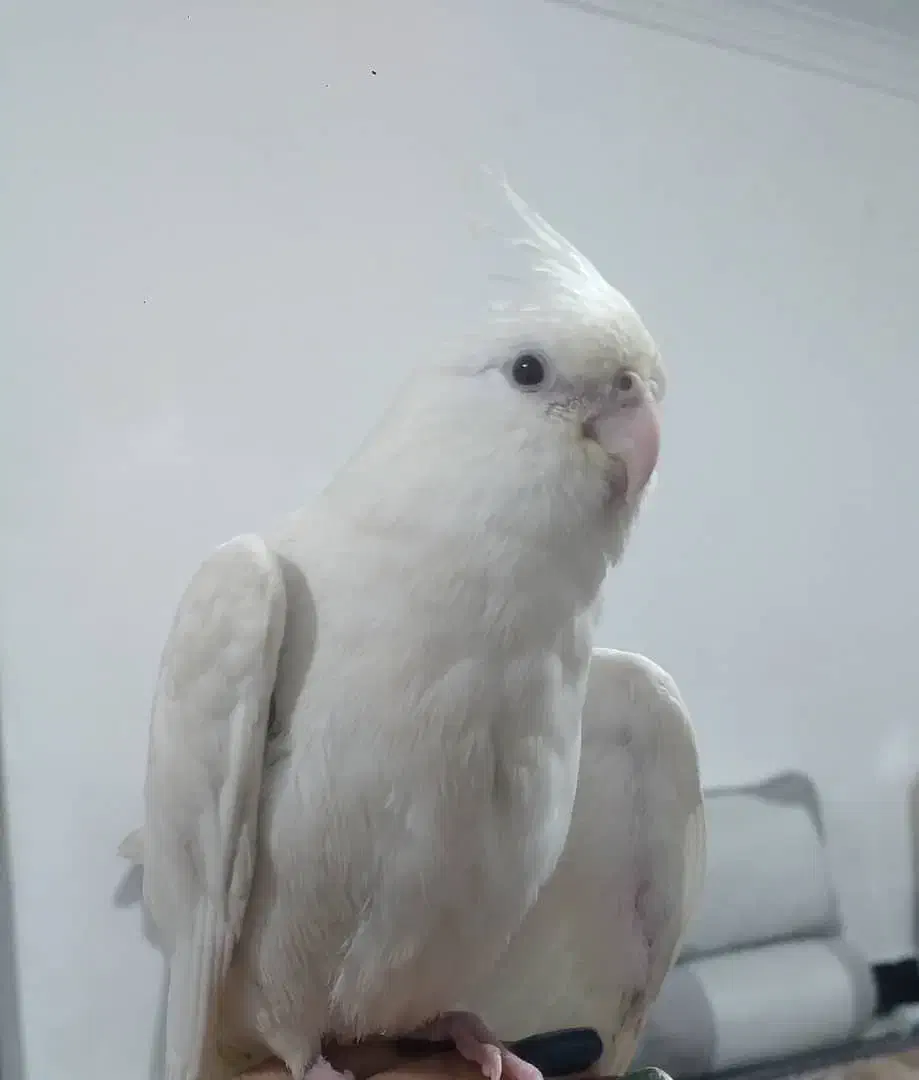 عروس آلبینو|پرنده|یاسوج, |دیوار