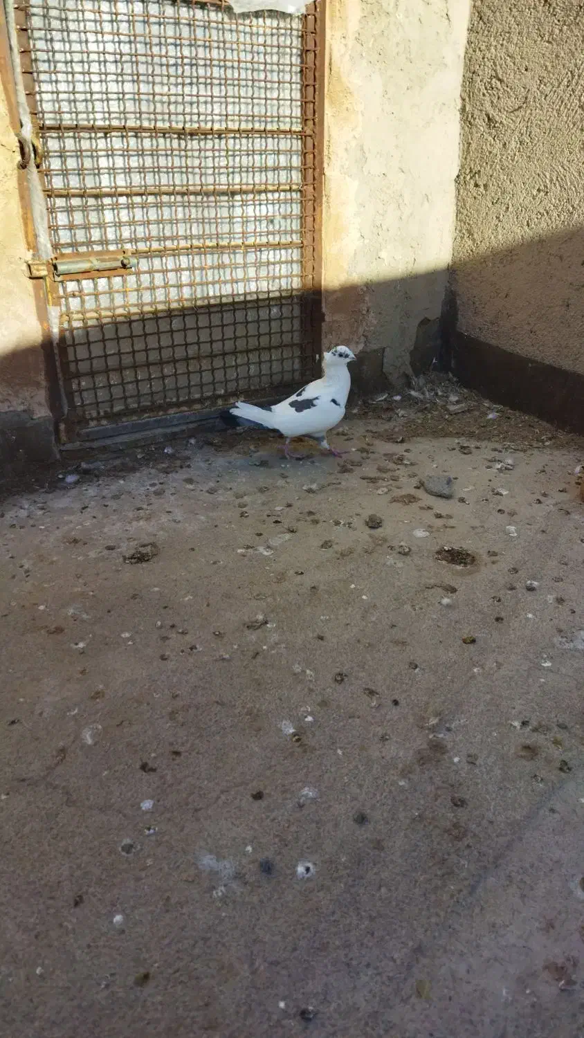 کفتر پرشی|پرنده|نیشابور, مازول|دیوار