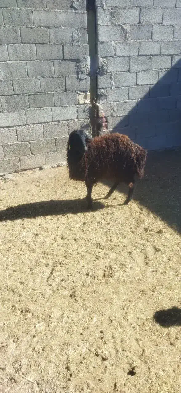 بره نر|حیوانات مزرعه|زرندیه, |دیوار