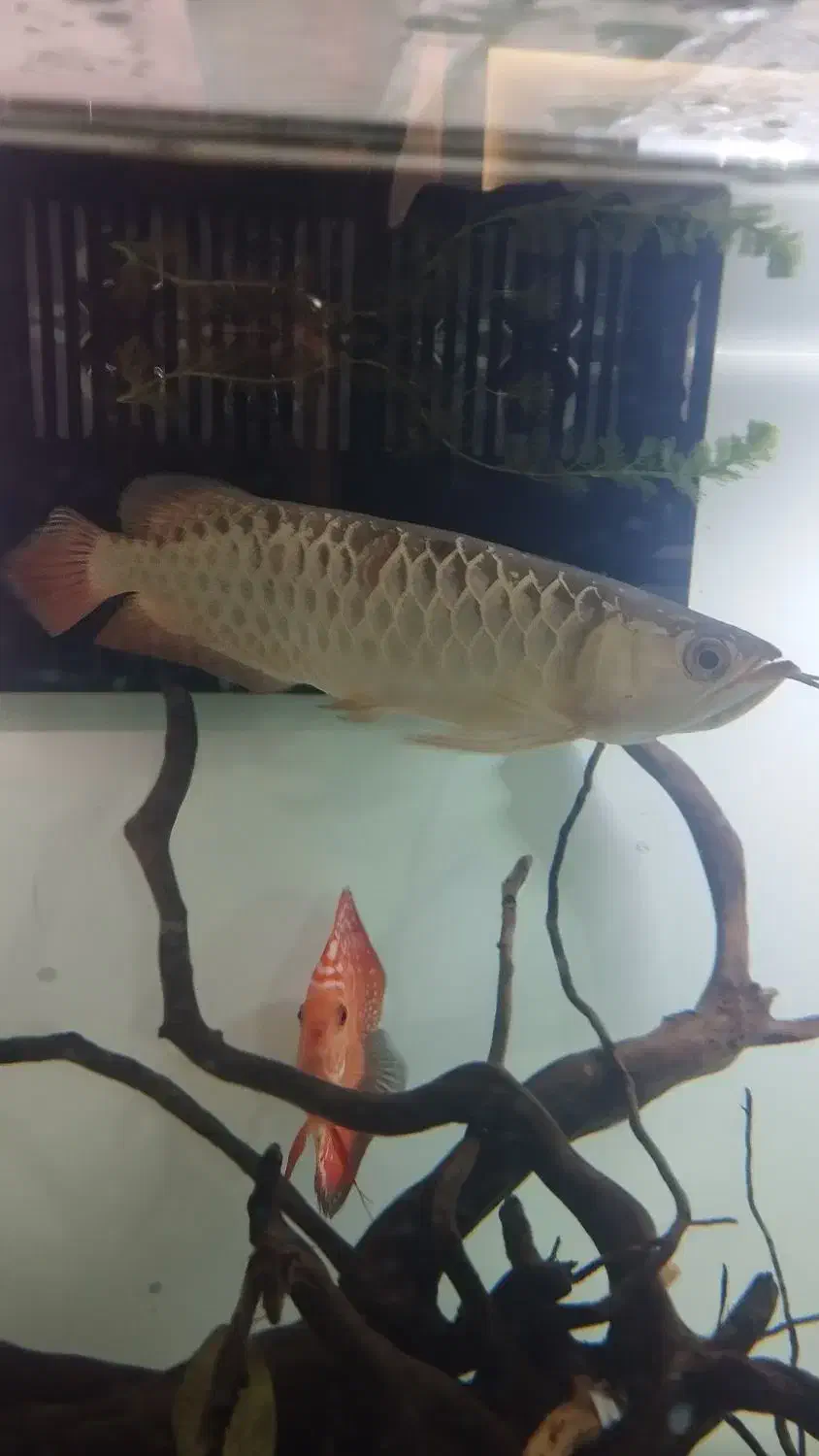 ماهی آروانا گلد هایبک بلوبیس|ماهی|ملایر, |دیوار