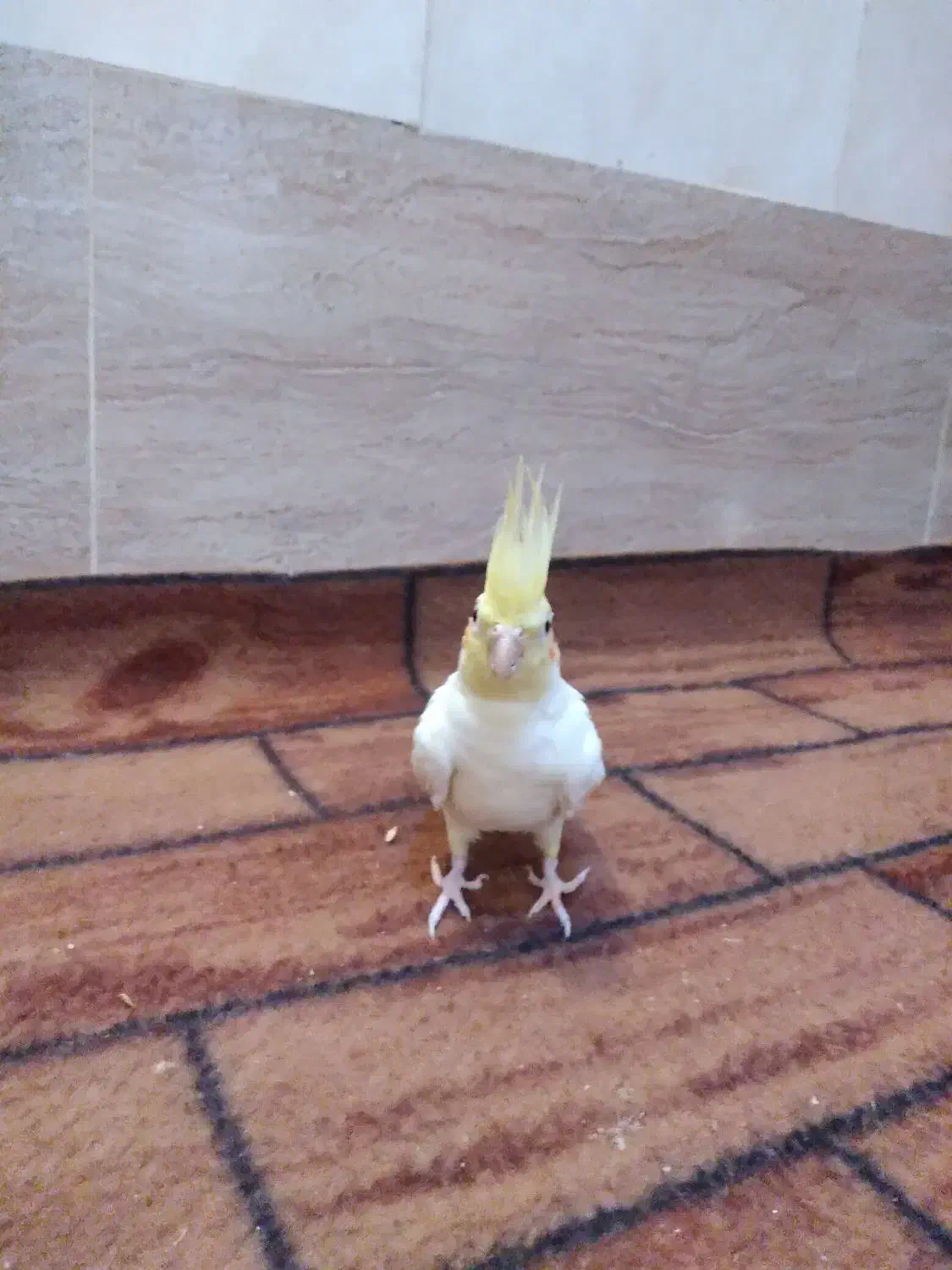 عروس هلندی وکوطوله|پرنده|آشتیان, |دیوار