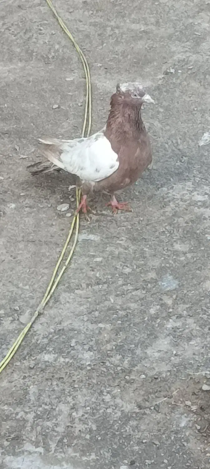 کفتر|پرنده|فاروج, |دیوار