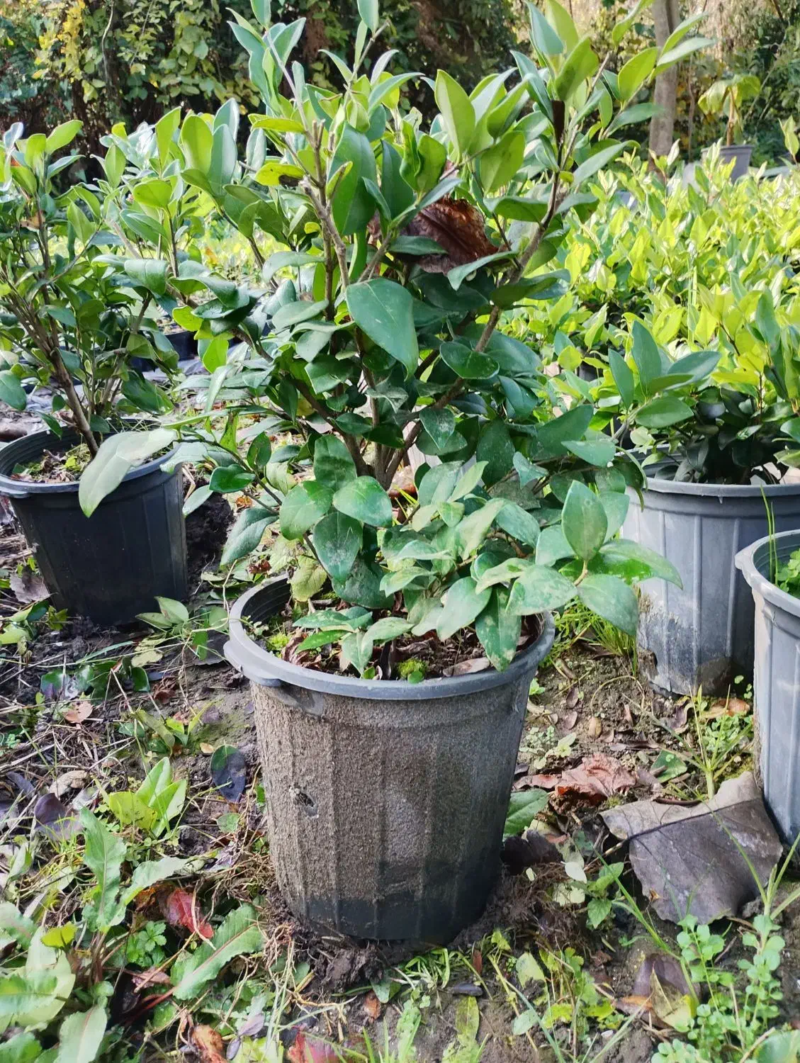 یاس هلندی سطل ۳ و ۱۰|گل و گیاه طبیعی|کلاچای, |دیوار