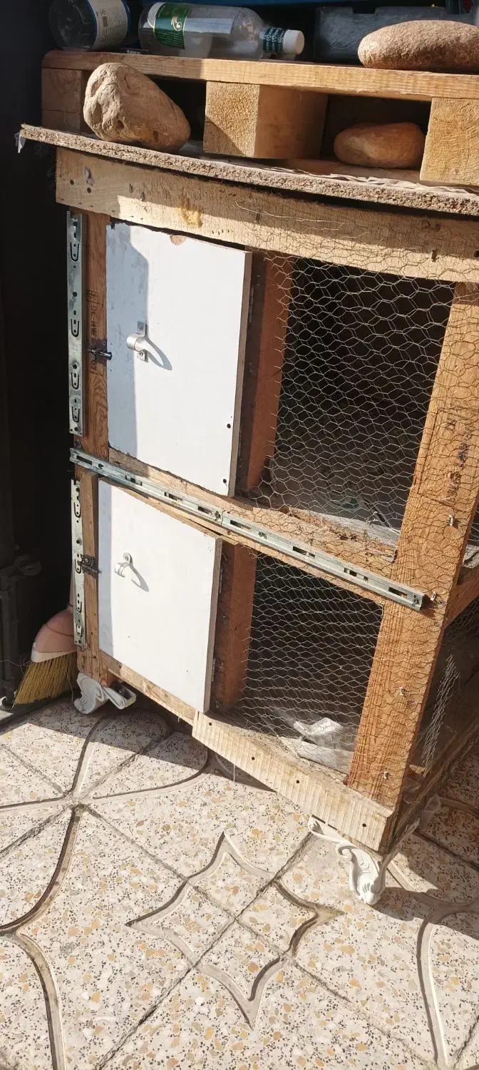 جای مرغ دو طبقه همراه سه عدد مرغ|حیوانات مزرعه|اسلام‌شهر, شهرک مهدیه|دیوار