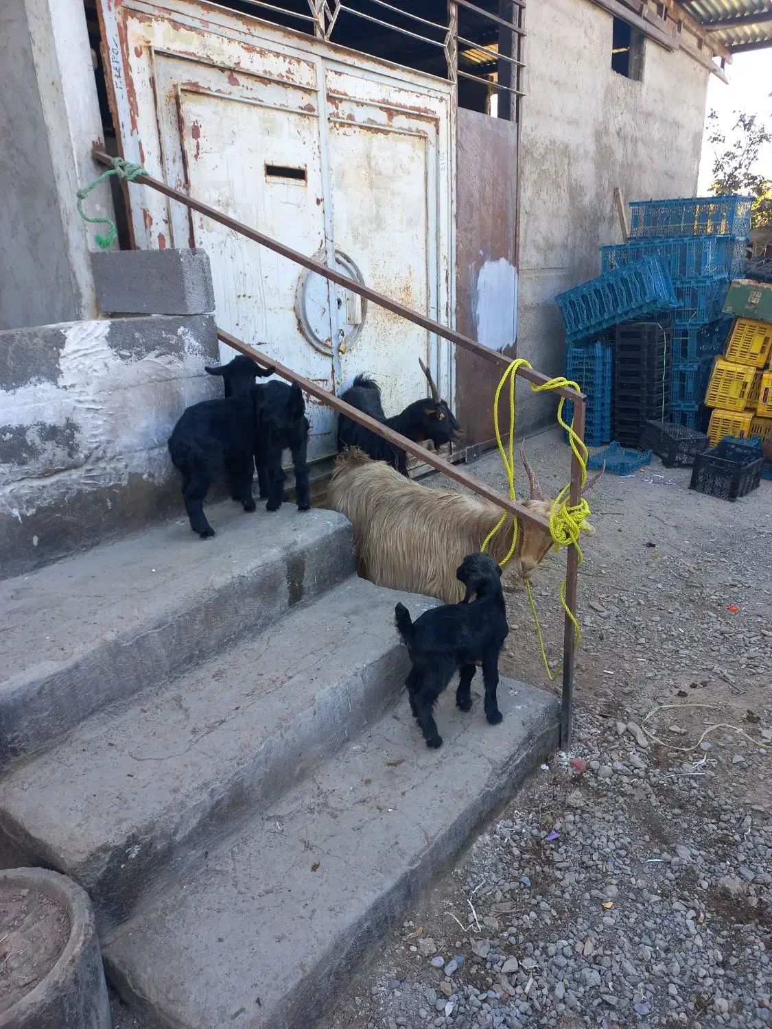 فروش یا معاوضه ۲ بز و ۳ بزغاله|حیوانات مزرعه|ساوه, |دیوار