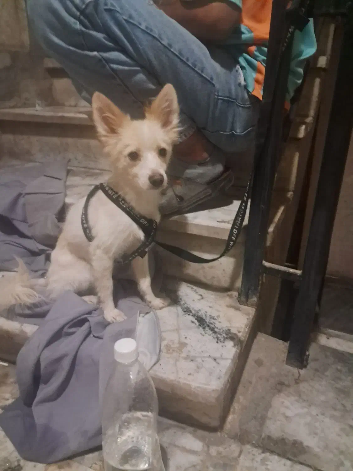 توله سگ ۹ ماهه حرف گوش کن|سگ|ری, سرتخت|دیوار