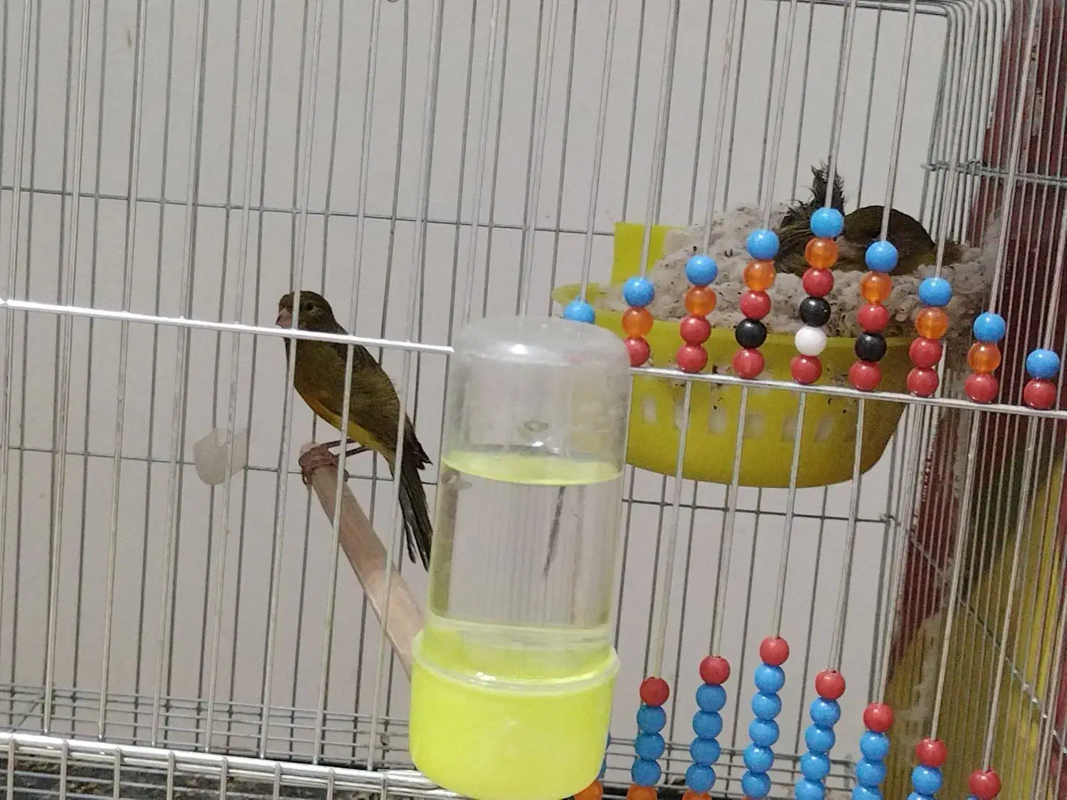 قناری جفت|پرنده|کرمان, |دیوار