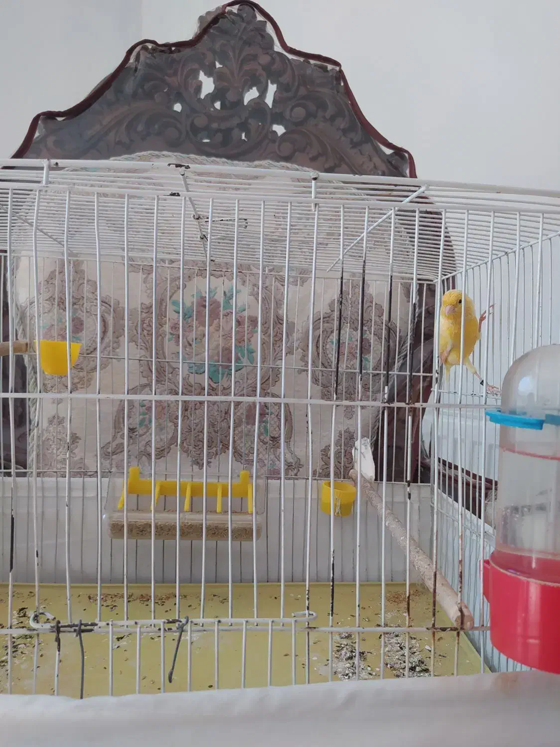 یک جفت قناری|پرنده|برخوار, |دیوار