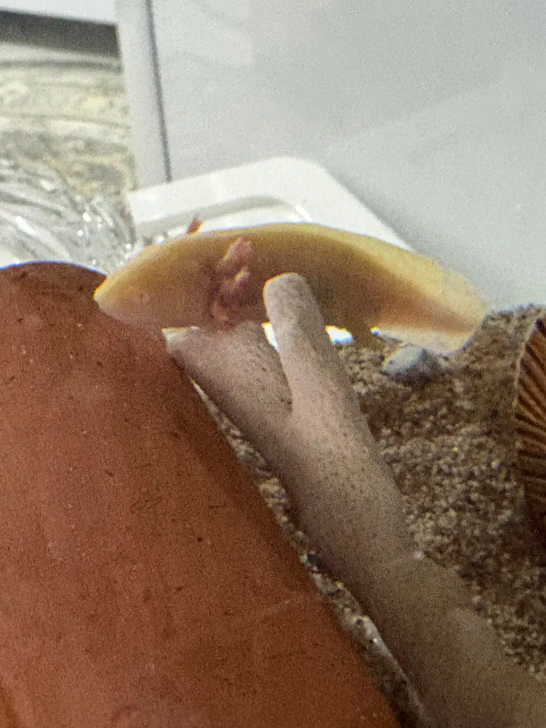 ماهی بی دندون|ماهی|شهریار, رضی آباد بالا|دیوار