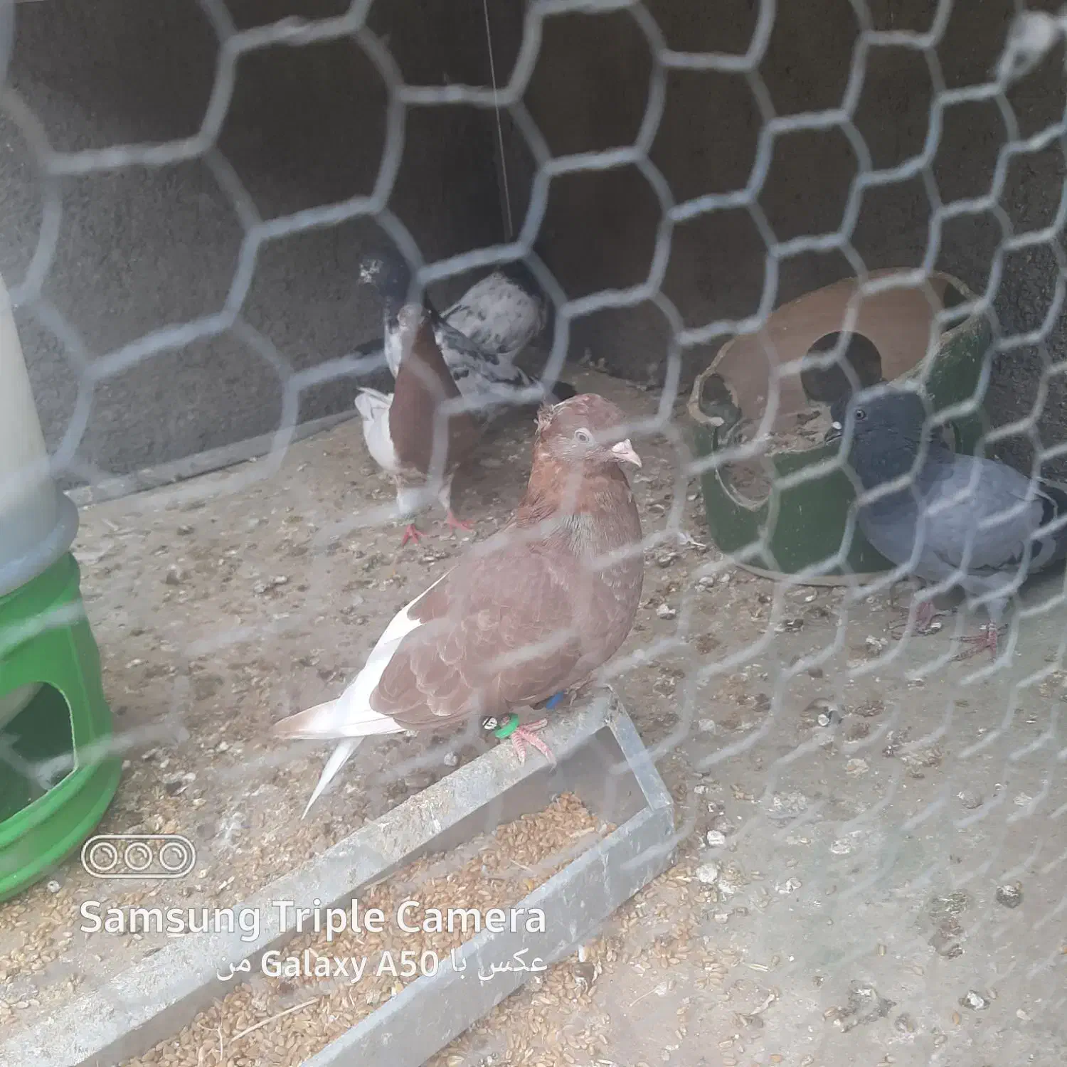 کفتر|پرنده|امیدیه, |دیوار