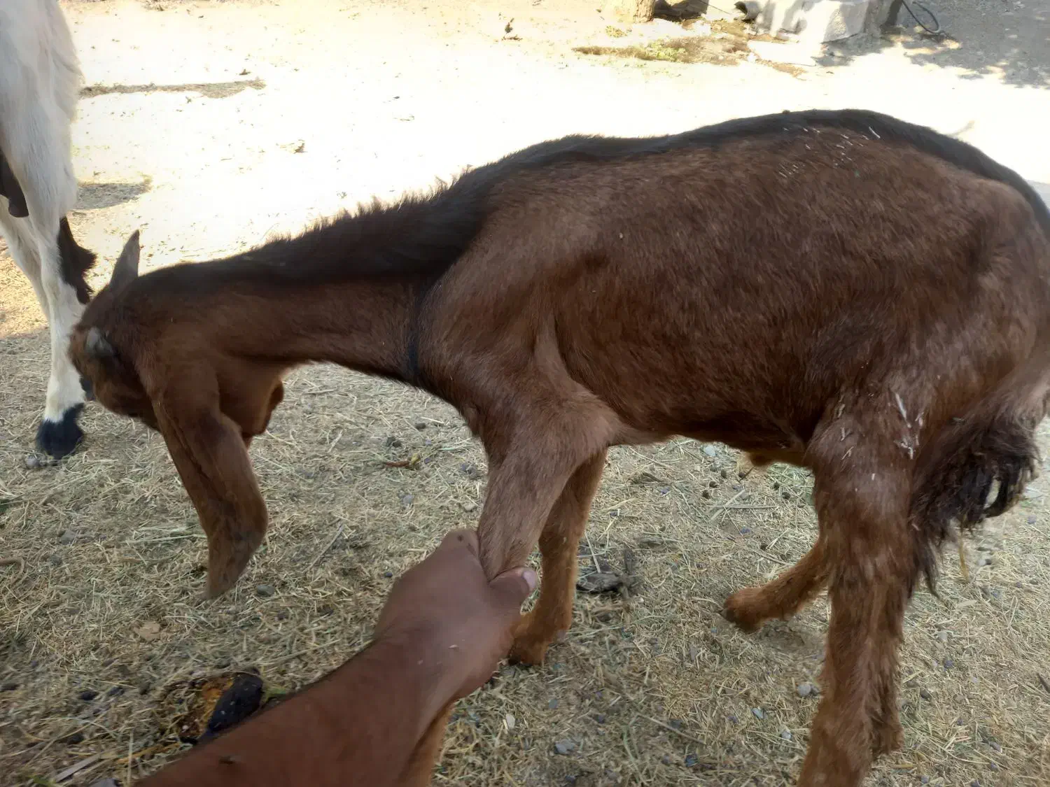 کهره نر|حیوانات مزرعه|رودان, |دیوار