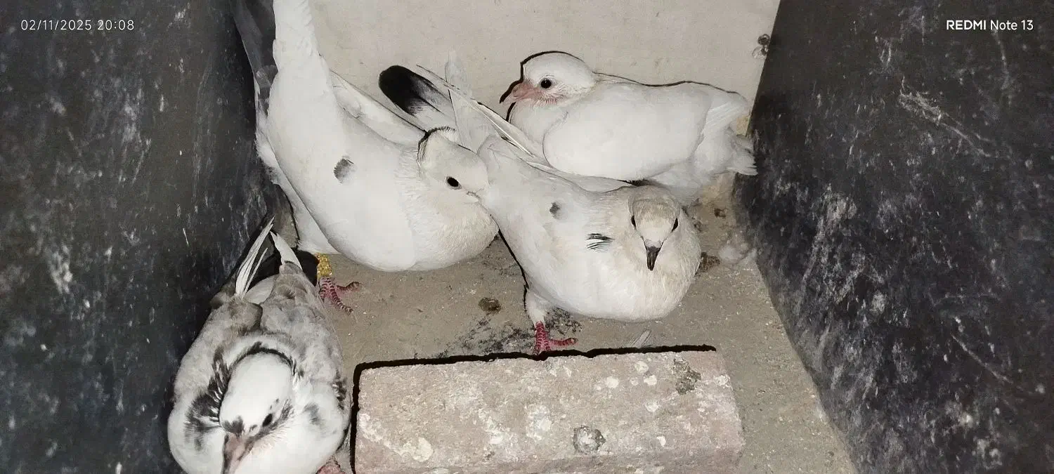 کفتر دم سیاه پرشی|پرنده|قرچک, میرزائی شمالی|دیوار