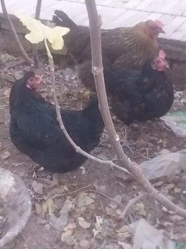 فروش چهار عدد مرغ رسمی تخم گذار|حیوانات مزرعه|یزد, |دیوار