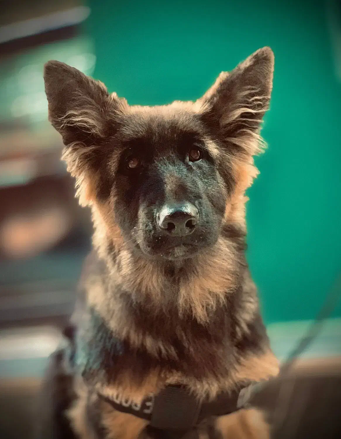 ژرمن شپرد|سگ|کرمانشاه, |دیوار