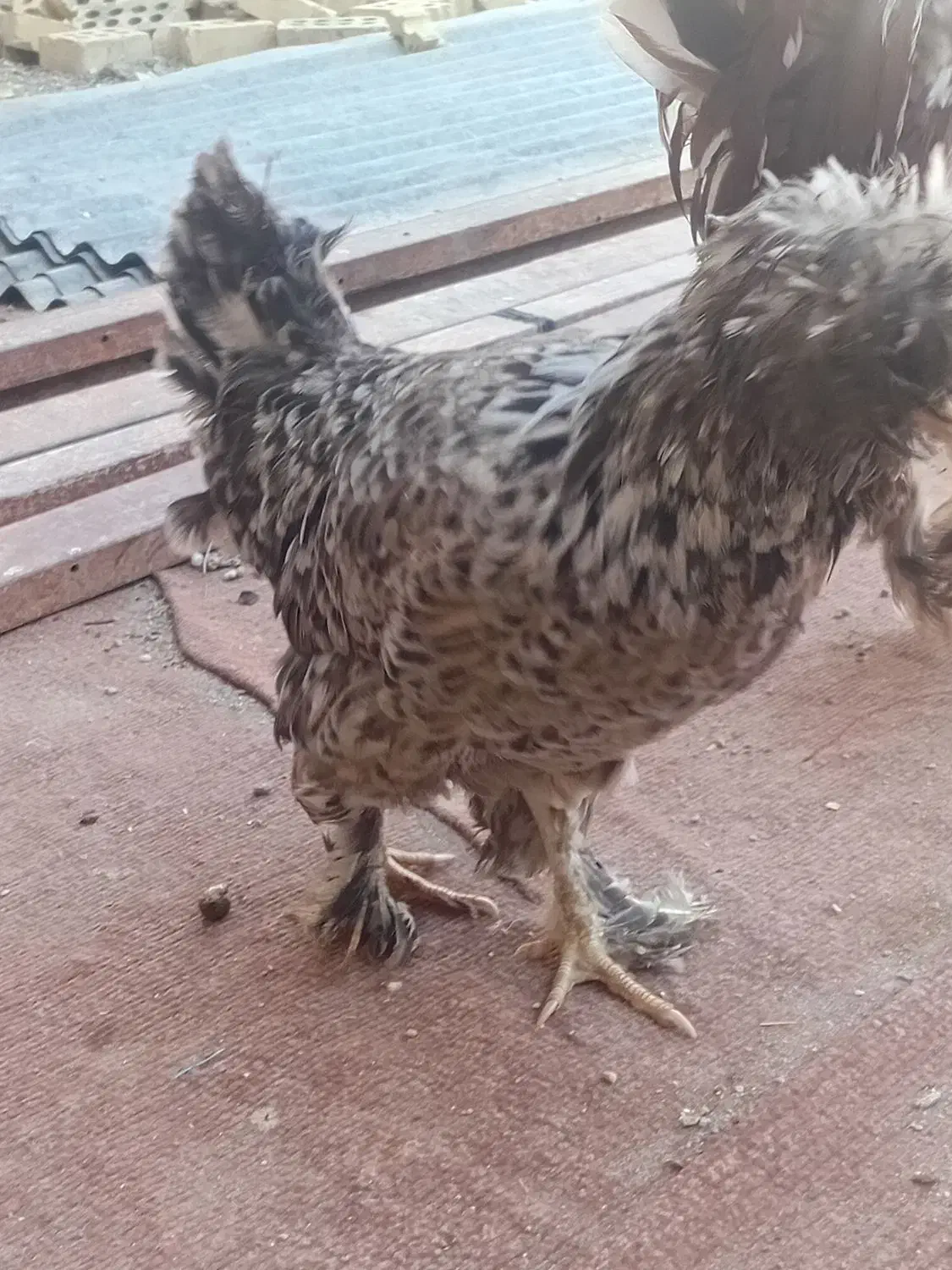 کمپلوی شمالی|حیوانات مزرعه|اهواز, کمپلو شمالی|دیوار