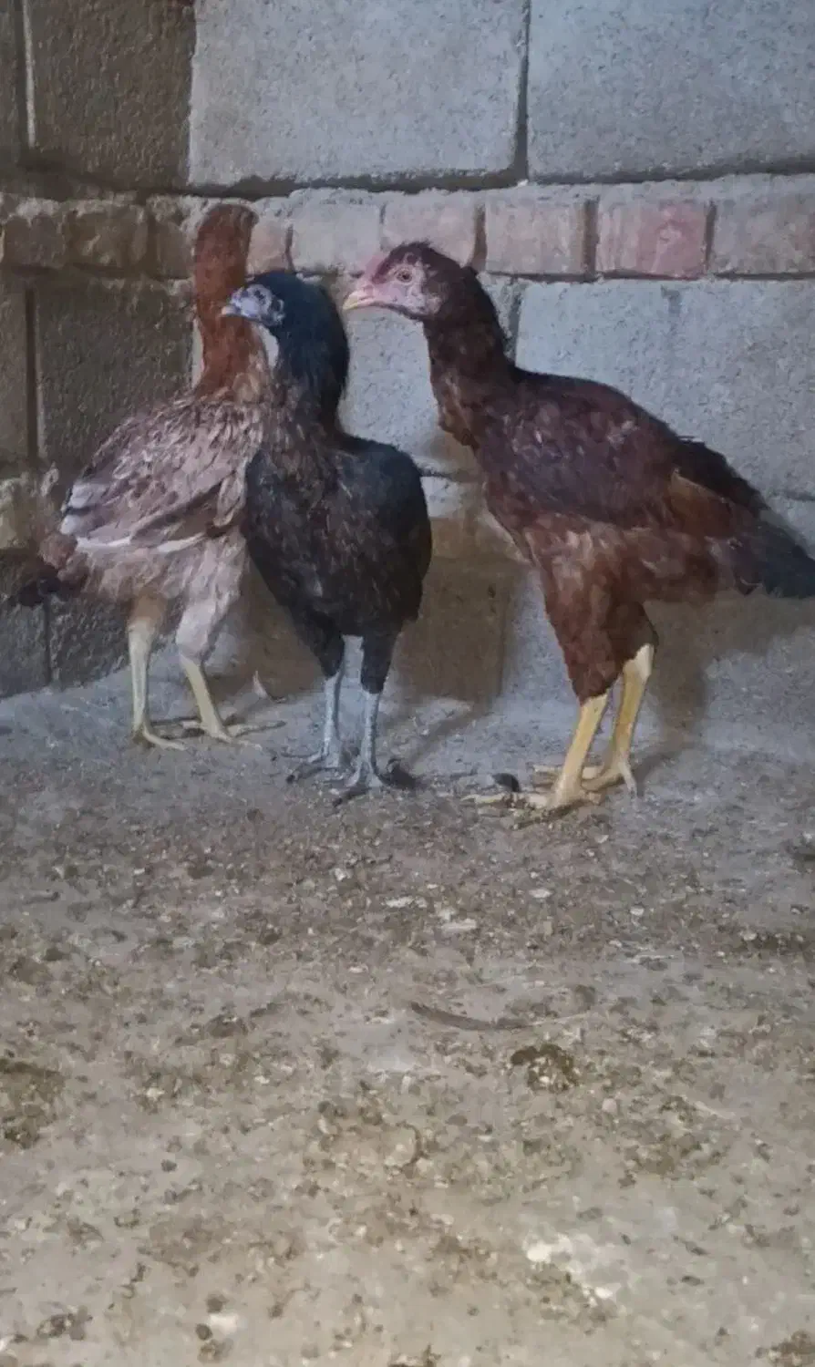 نوچه لاری|حیوانات مزرعه|خاش, |دیوار