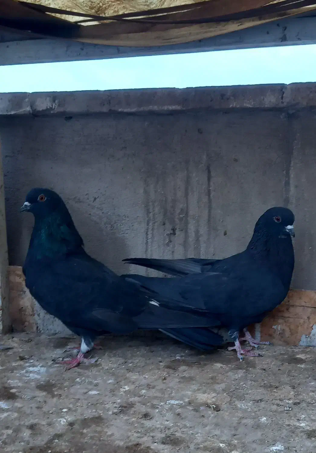 کفتر دوتا زاغ زغالی|پرنده|ری, سرتخت|دیوار