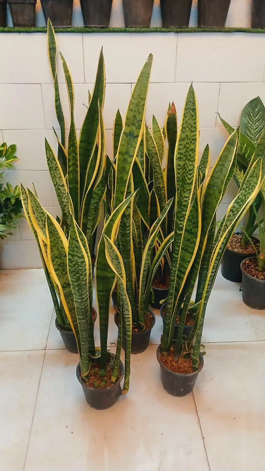 گل گیاه کروتون سانسوریا دیفن باخیا شفلرا شامادور|گل و گیاه طبیعی|قم, سنگ بند|دیوار