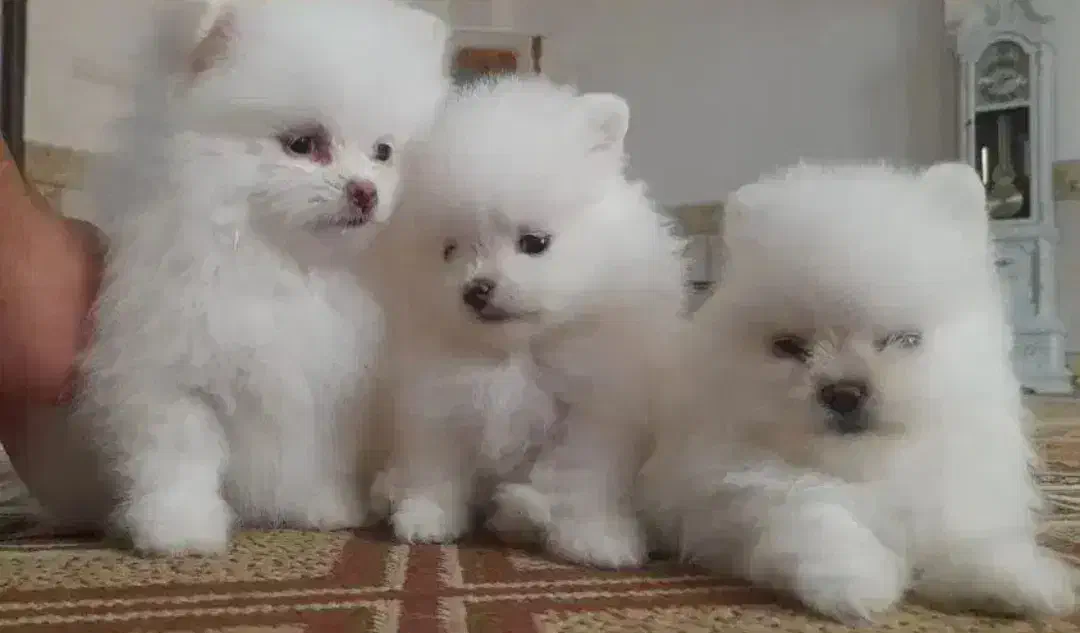 سه عدد سگ پامر خرسی اصیل|سگ|نسیم‌شهر, |دیوار