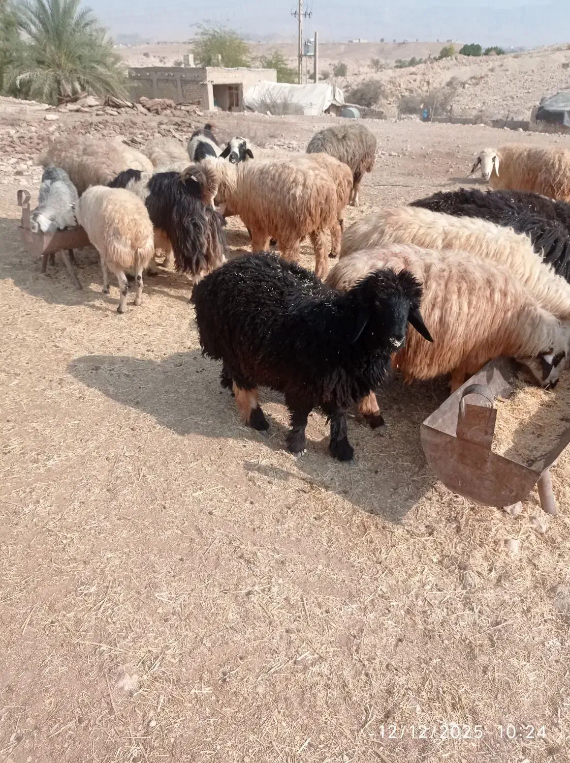 فروش یک عدد بره نر|حیوانات مزرعه|خنج, |دیوار