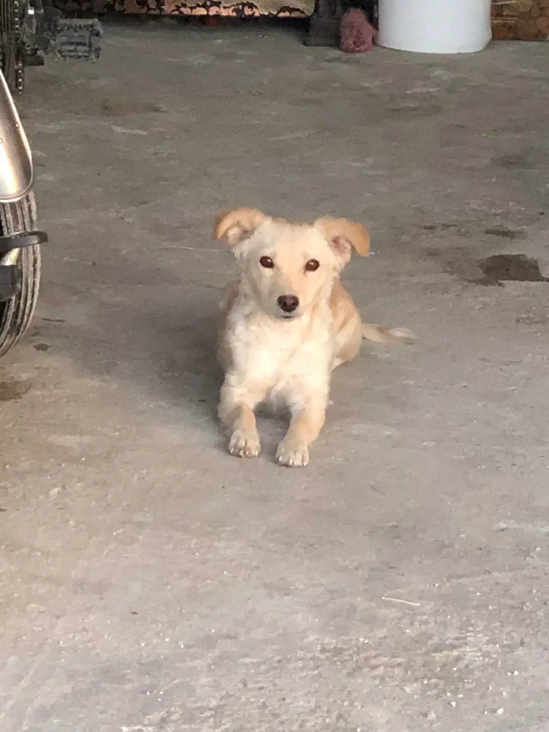 سگ پاکوتاه|سگ|آشخانه, |دیوار