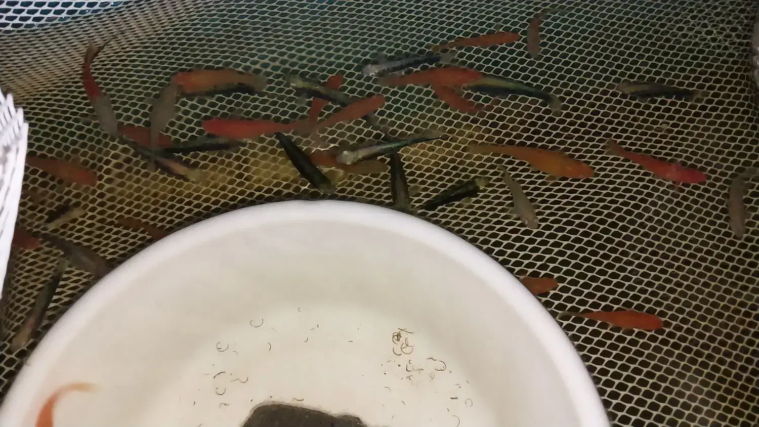 تایگر بارب و...|ماهی|قزوین, |دیوار