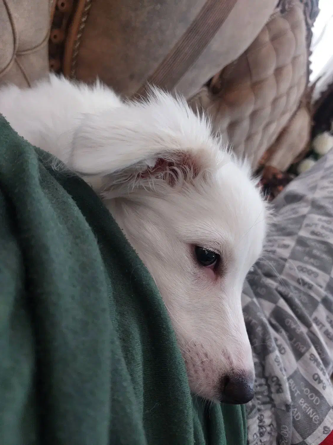 سگ اشپیتز|سگ|اصفهان, بهارستان|دیوار