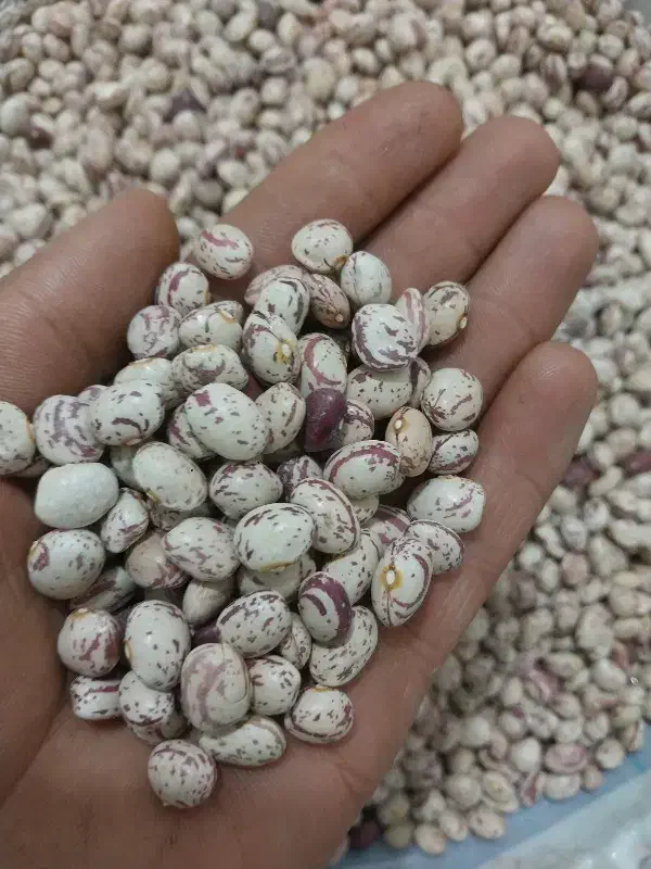 لوبیا چیتی|خوردنی و آشامیدنی|ایجرود, |دیوار