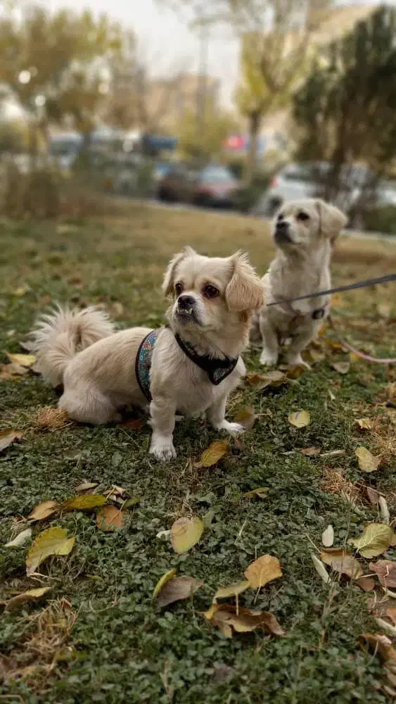 سگ گمشده|حیوانات|تهران, سبلان (لشگر)|دیوار