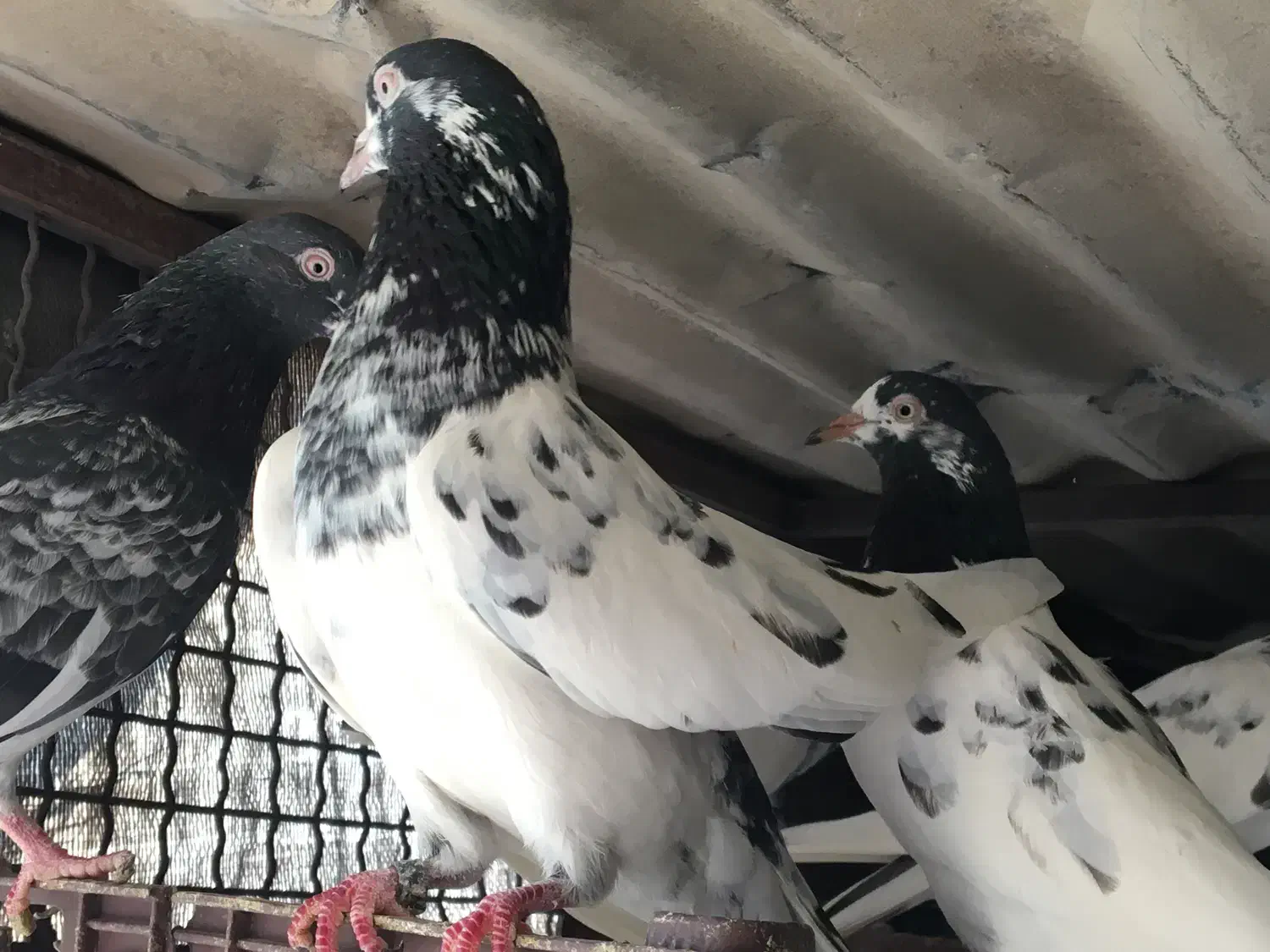 کبوتر پاکستانی|پرنده|میناب, |دیوار