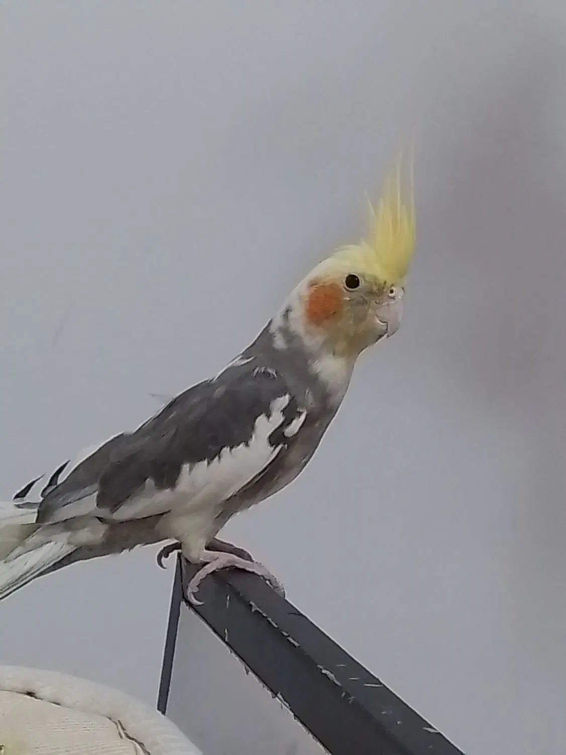 عروس هلندی اهلی نر|پرنده|پیرانشهر, |دیوار