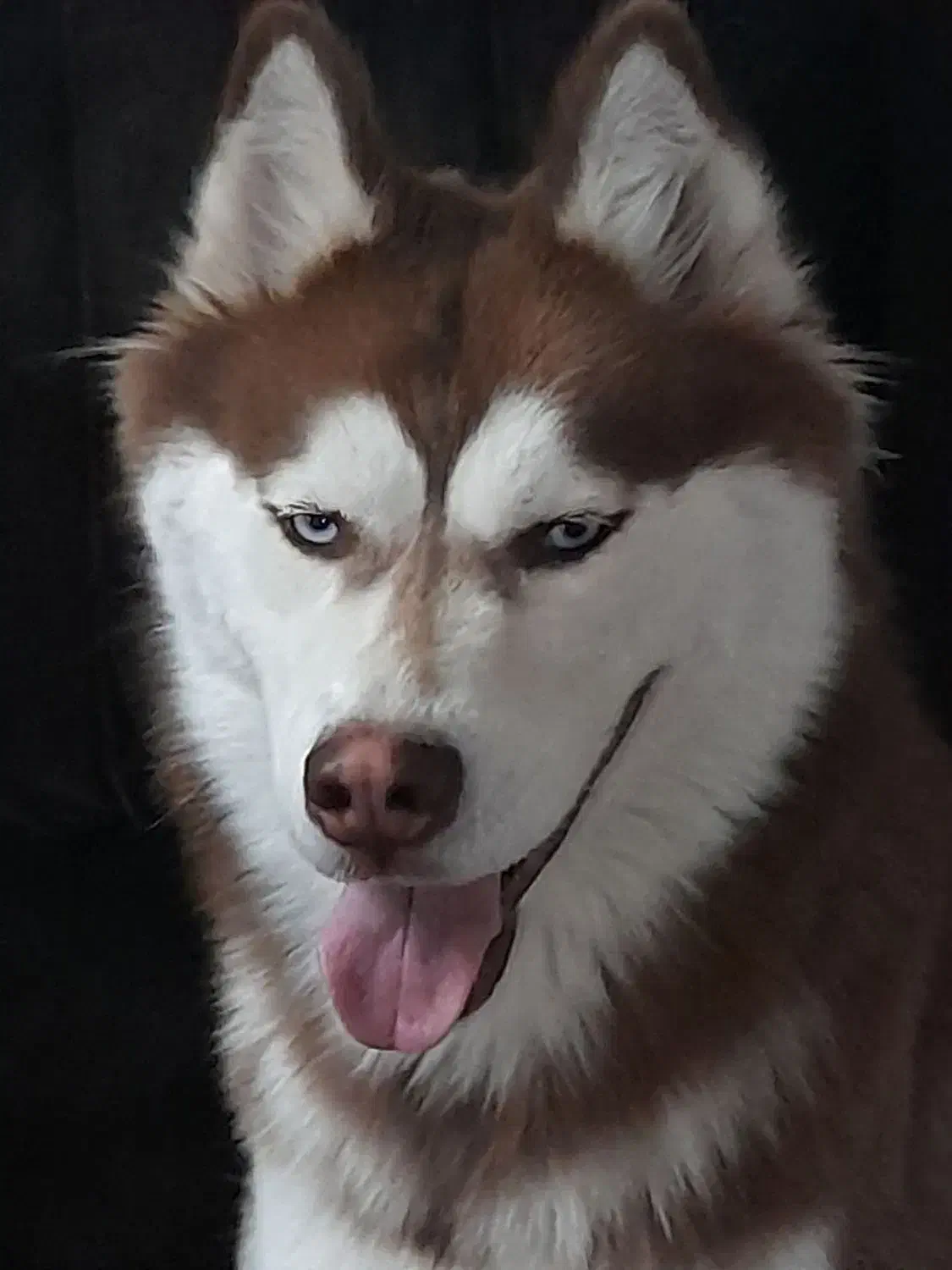 هاسکی خوشگل|سگ|مشهد, رسالت|دیوار