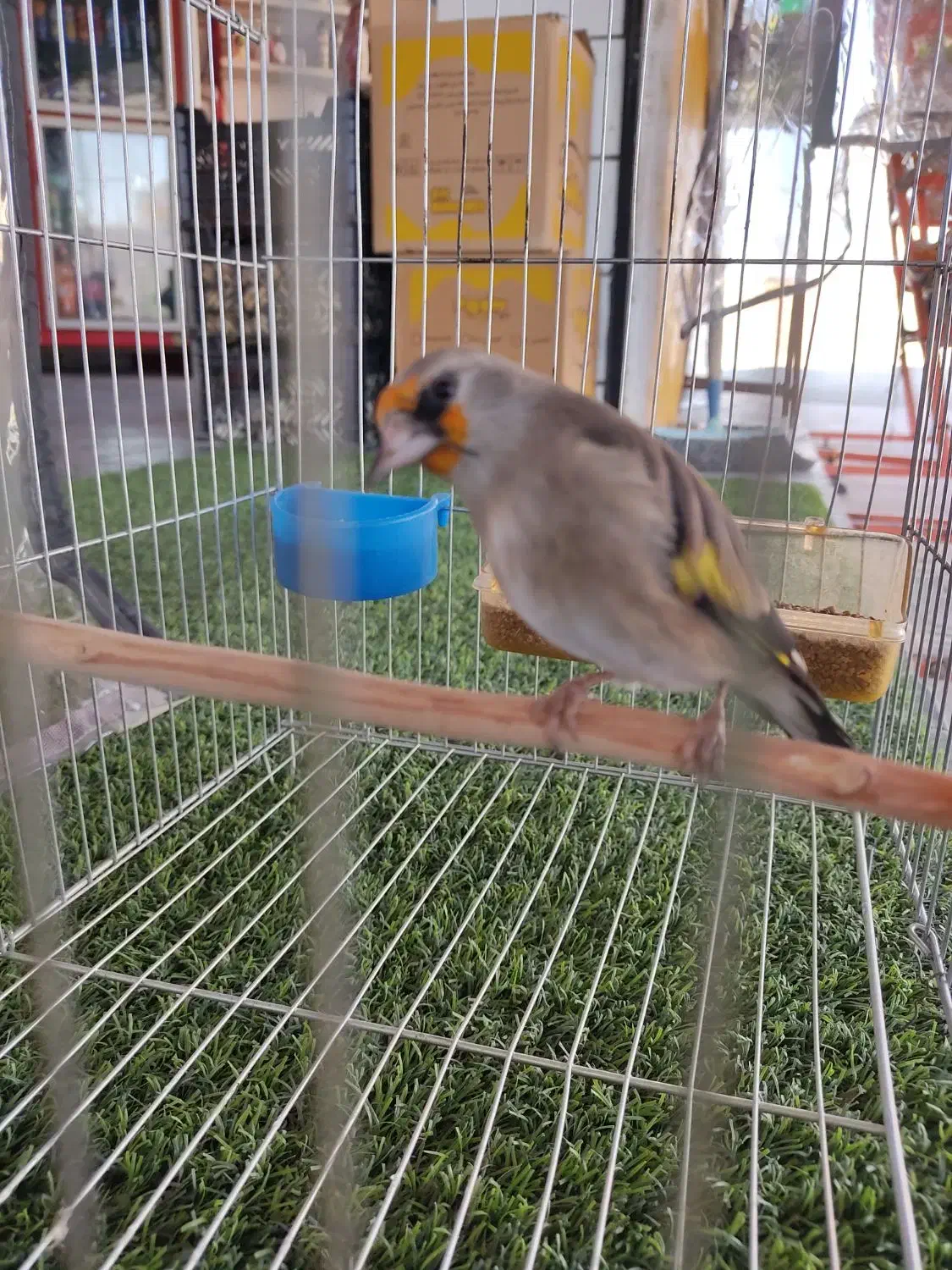 سهره .دورگ کرمونی عتیقه شبو روز بخون|پرنده|فسا, |دیوار