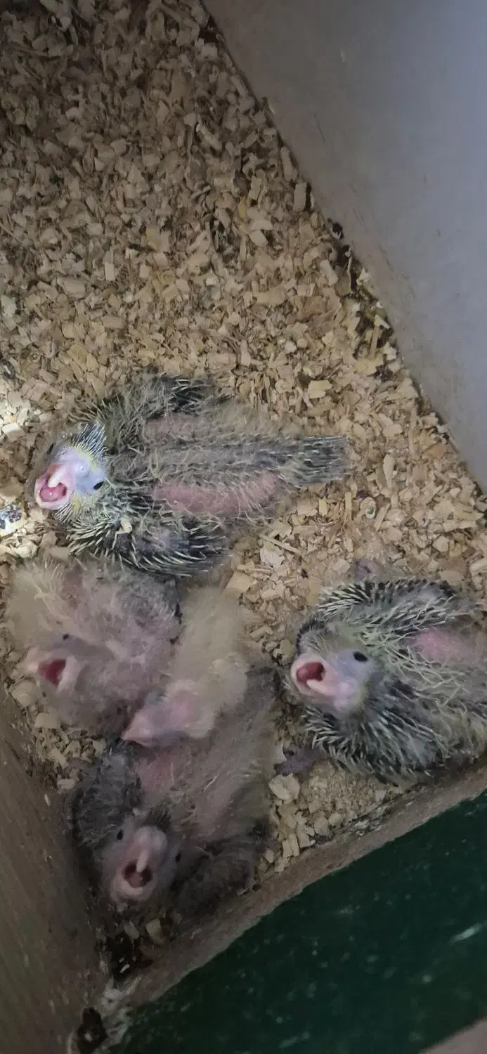 جوجه سرلاکی عروس هلندی|پرنده|بندر ماهشهر, |دیوار