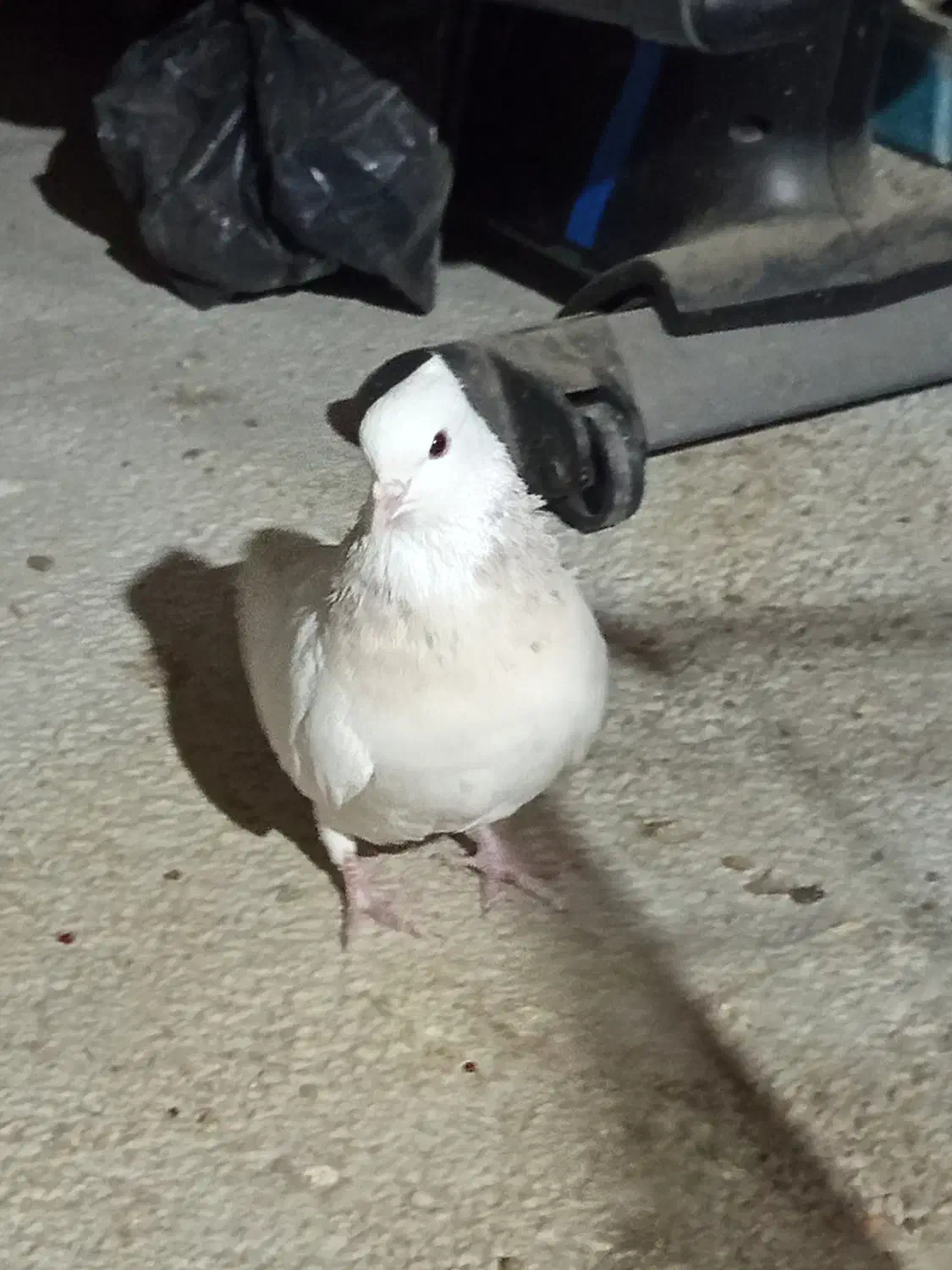 طوق|پرنده|مریوان, |دیوار