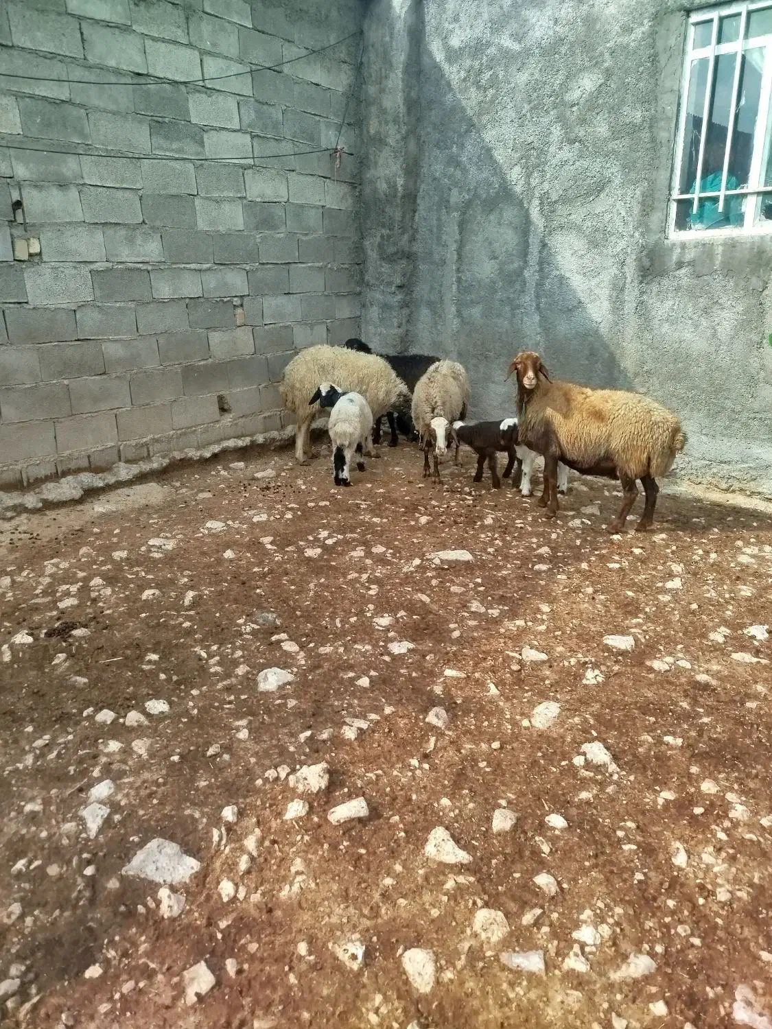 گوسفند بابره|حیوانات مزرعه|سرپل ذهاب, |دیوار