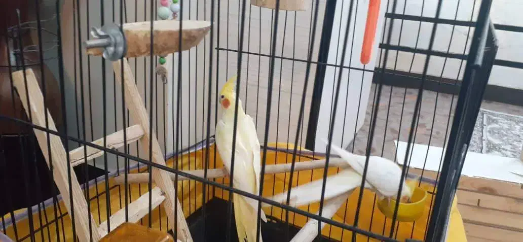 یک جفت عروس هلندی|پرنده|شهریار, رضی آباد بالا|دیوار